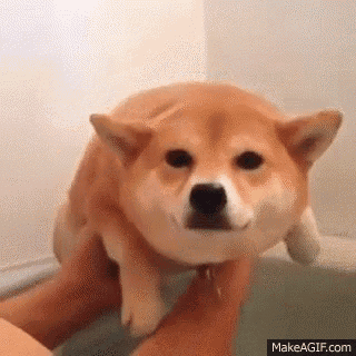 a shiba inu dog is taking a bath in a bathtub and looking at the camera .
