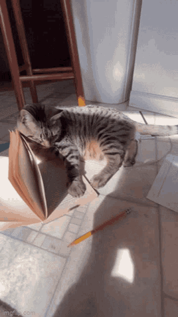 a kitten is laying on the floor next to a book and a pencil