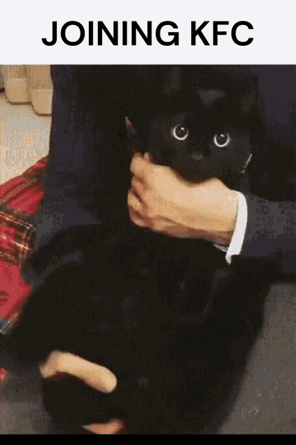 a black cat is being held in someone 's arms with the words joining kfc above it