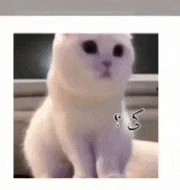a white cat with black eyes is sitting on a person 's lap .