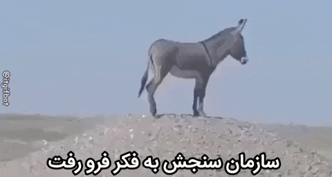 a donkey is standing on top of a pile of dirt .