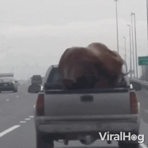 Musk Ox On The Back Of The Pickup Truck Viralhog GIF - Musk Ox On The Back Of The Pickup Truck Viralhog Heavy Load GIFs