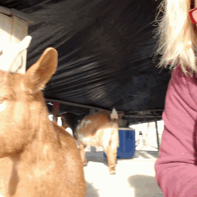 a woman in a purple shirt stands next to a goat and a blue cooler
