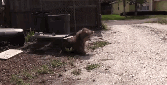 a dog is walking down a dirt road in front of a fence