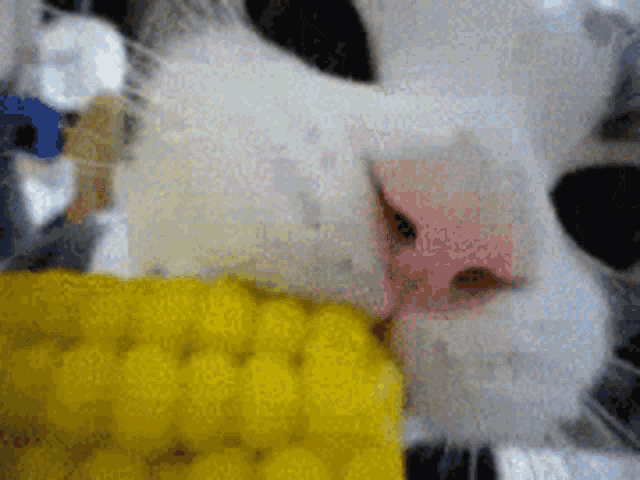 Cat Corn GIF - Cat Corn Cat Eating Corn GIFs
