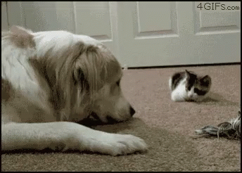 Funny Animals Cats GIF - Funny Animals Cats Kitten GIFs