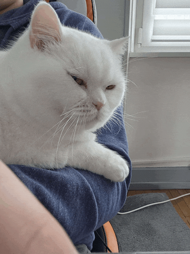 a white cat laying on a person 's lap looking at the camera