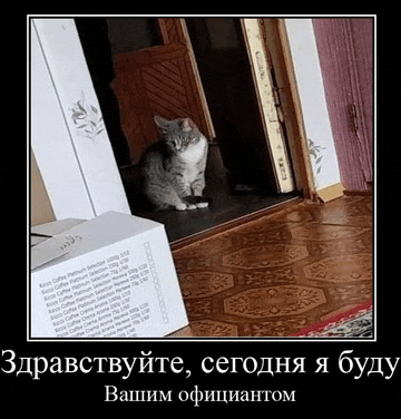 a cat sitting next to a box that says ' ricci coffee ' on it