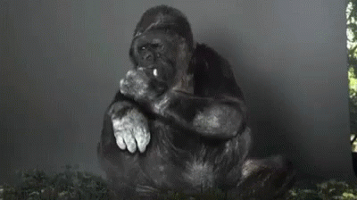 Koko Gorilla GIF - Koko Gorilla Fix Earth GIFs