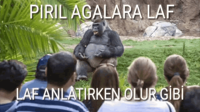 Gorilla Pırıl GIF - Gorilla Goril Pırıl GIFs