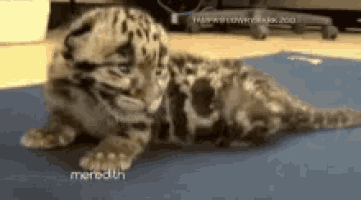 a kitten is laying on a blue mat with the word meredith above it .