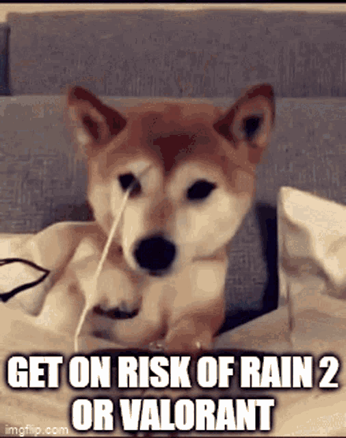 Risk Of Rain2 Valorant GIF - Risk Of Rain2 Valorant Dog Sunglasses GIFs