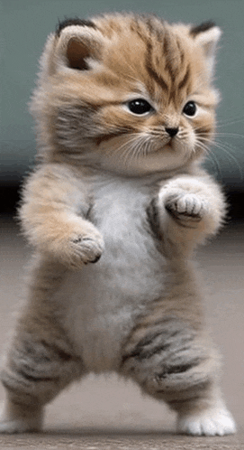 a small kitten is standing on its hind legs and looking at the camera