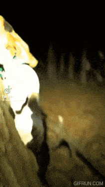 a gif from gifrun.com shows a dog and a cat