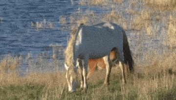 two horses are grazing in a field and one of them is a foal