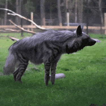 a hyena standing in a grassy field with a fence in the background