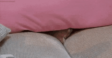 a brown and white kitten is laying on a couch with a pink pillow .
