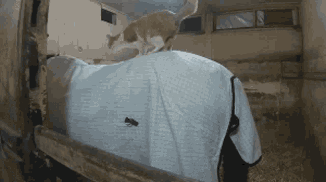 a cat is standing on top of a horse 's back