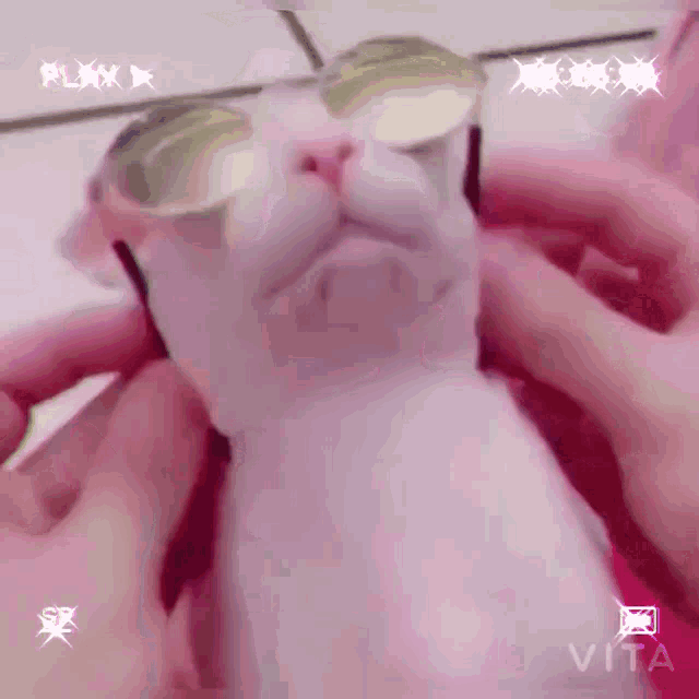 a white cat wearing sunglasses is being held by a person ..