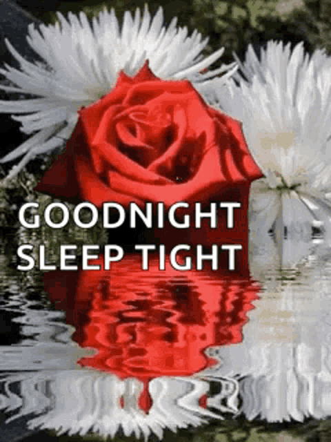 a red rose is sitting on top of a white flower in the water with the words `` goodnight sleep tight '' .