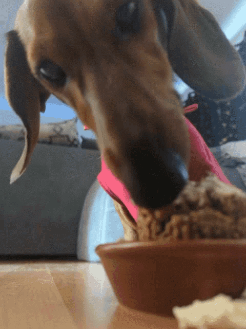 a brown dog wearing a pink shirt is eating from a bowl