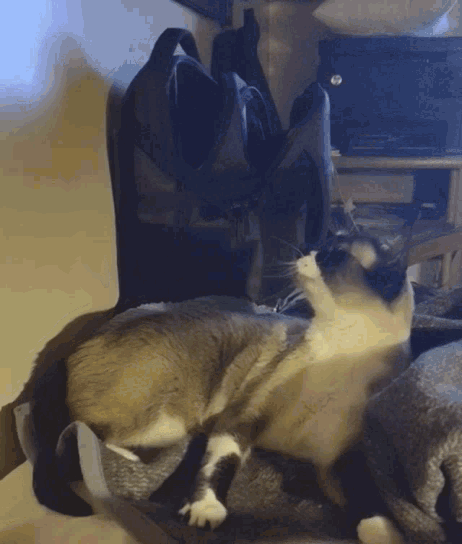 a cat laying on a blanket next to a black bag