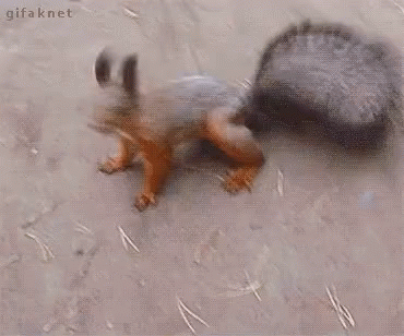 Swagga Squirrel GIF - Swagga Squirrel GIFs