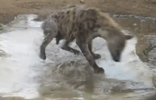 Hyena Spin GIF - Hyena Spin Spinning GIFs