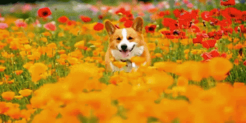 Corgi Dog GIF - Corgi Dog Flowers GIFs