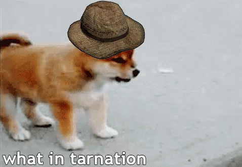 Wot What In Tarnation GIF