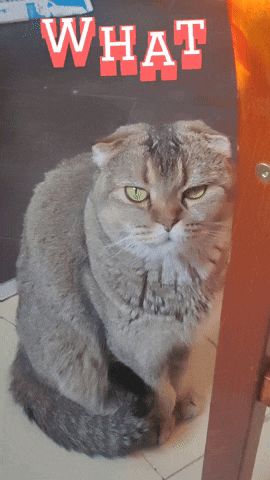 a gray cat is sitting in front of a sign that says what