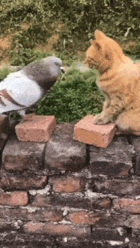 Cat Pigeon GIF