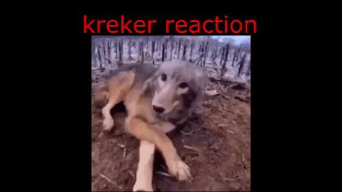 a close up of a dog 's face with the words kreker reaction written above it .