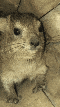 a close up of a squirrel 's face with a black eye