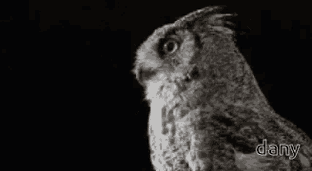 a black and white photo of an owl with the name dany on the bottom right