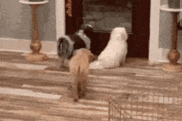 three dogs are standing next to each other in a room .