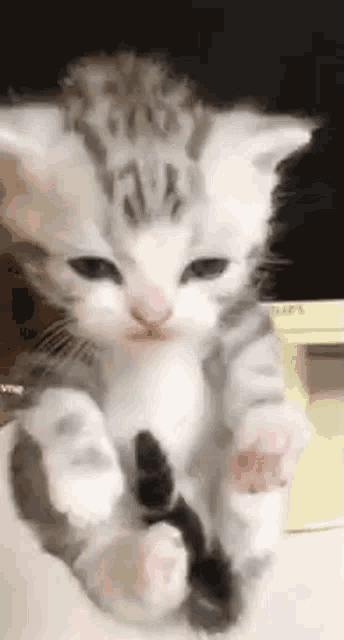 a gray and white kitten is sitting on a white blanket on a table .