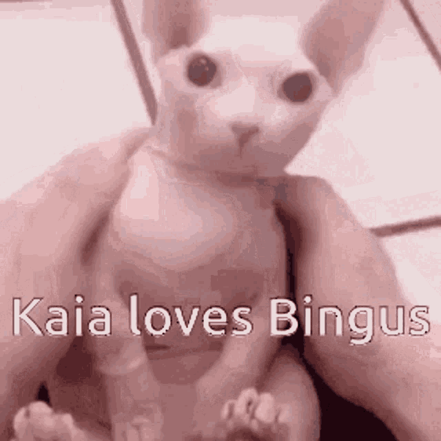 Kaia Bingus GIF - Kaia Bingus GIFs