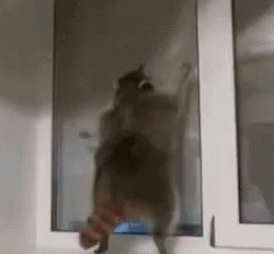Cat Racoon GIF - Cat Racoon Jumping GIFs