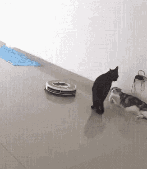 Roomba Cat GIF - Roomba Cat GIFs