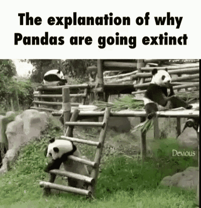 Panda Extinction GIF - Panda Extinction Aww GIFs