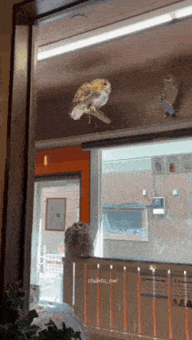 three owls are looking out of a window with the name chubito owl written on the bottom