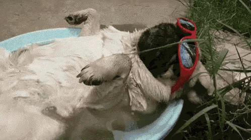 a pug wearing goggles is laying in a bowl of water