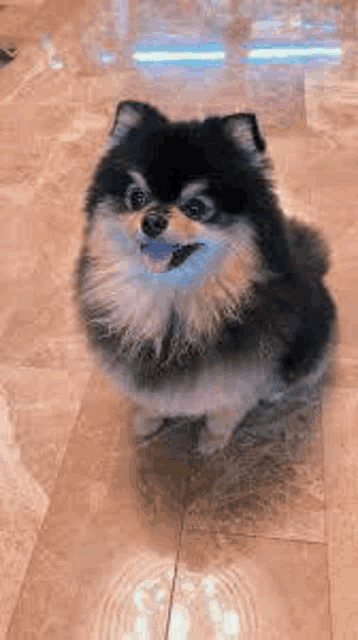a pomeranian dog is sitting on a tiled floor .