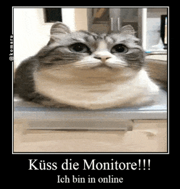 a cat is laying on a desk and looking at the camera with the caption kiss die monitore !!