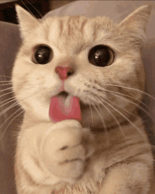 a close up of a cat licking it 's paw