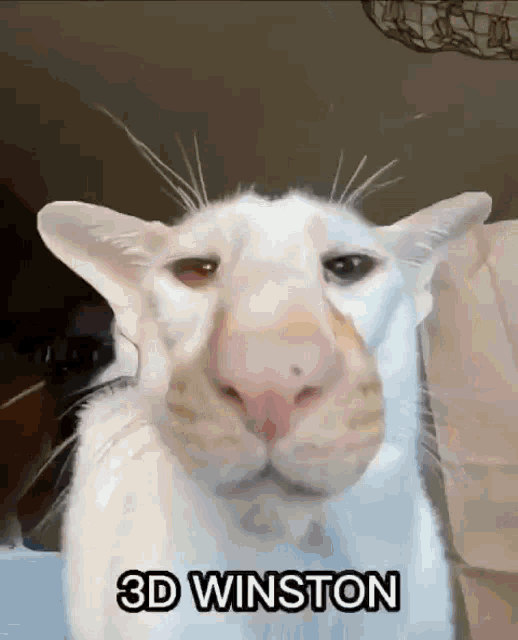 a white cat with a big nose and the words 3d winston written below it