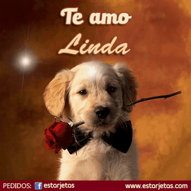 a puppy wearing a bow tie holds a red rose in its mouth and says te amo linda