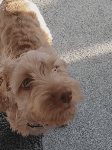 a small brown dog laying on a carpet looking up