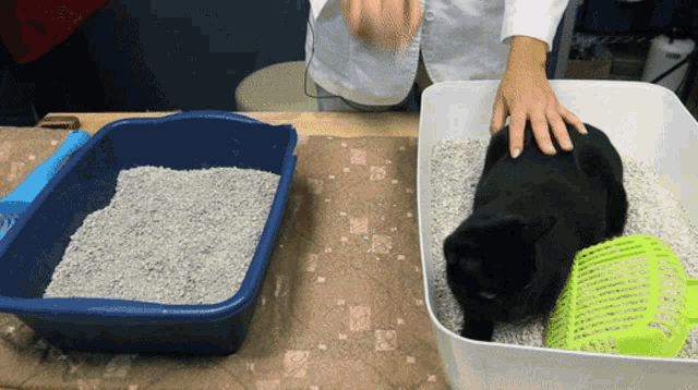 Can Sibling Cats Share A Litter Box GIF - Can Sibling Cats Share A Litter Box GIFs